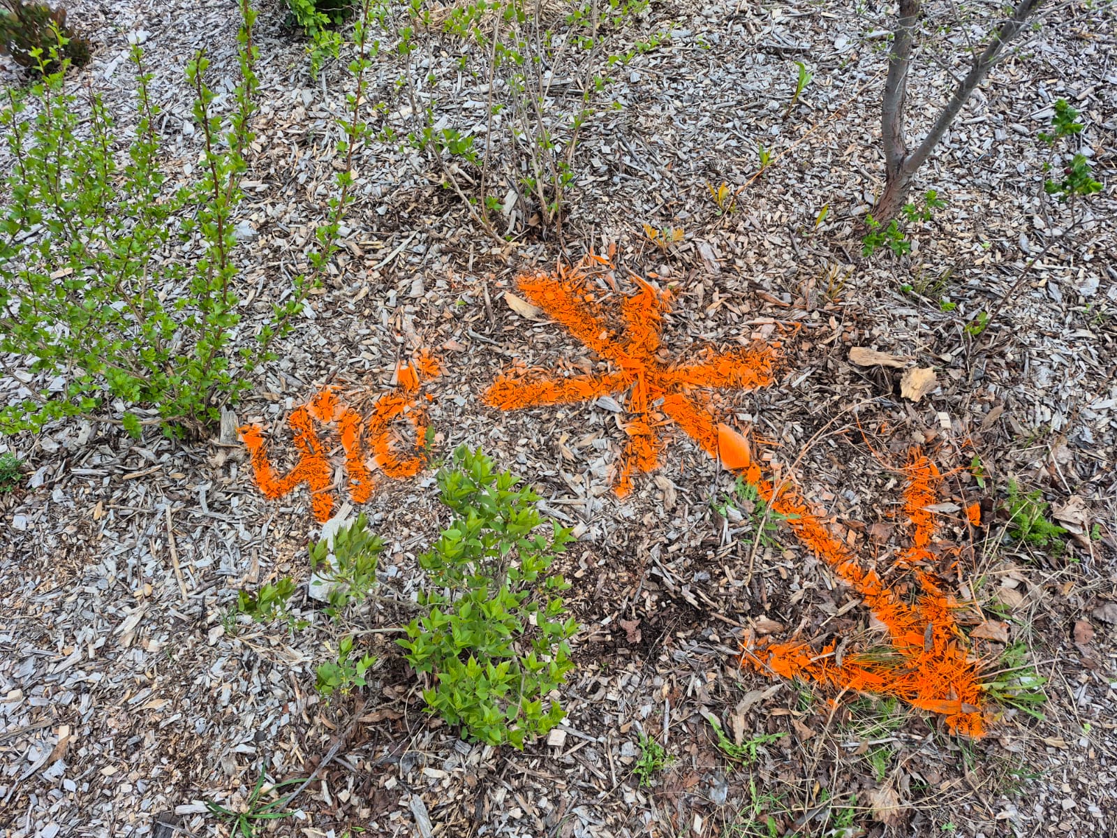 Marquage au sol à la peinture orange fluo indiquant la localisation précise d'un bris de drain ou d'égout souterrain après détection par caméra.